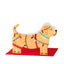 Labrador puppy in Christmas lights (PAW31)
